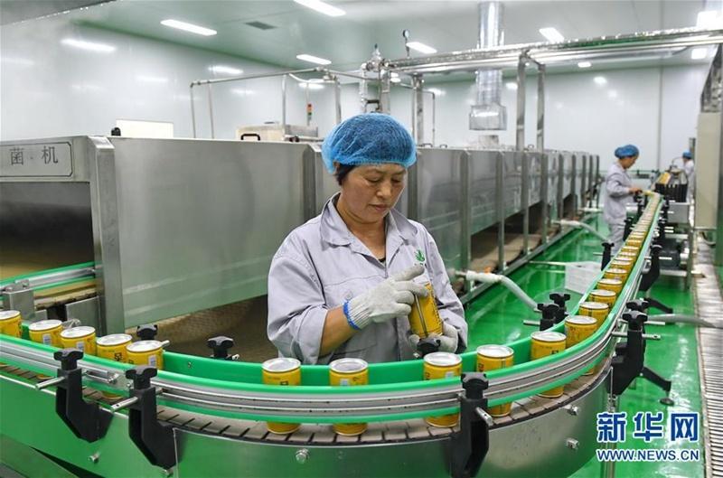 河北省巨鹿县一家农产品加工企业的工人在杏茶生产线上工作(新华社